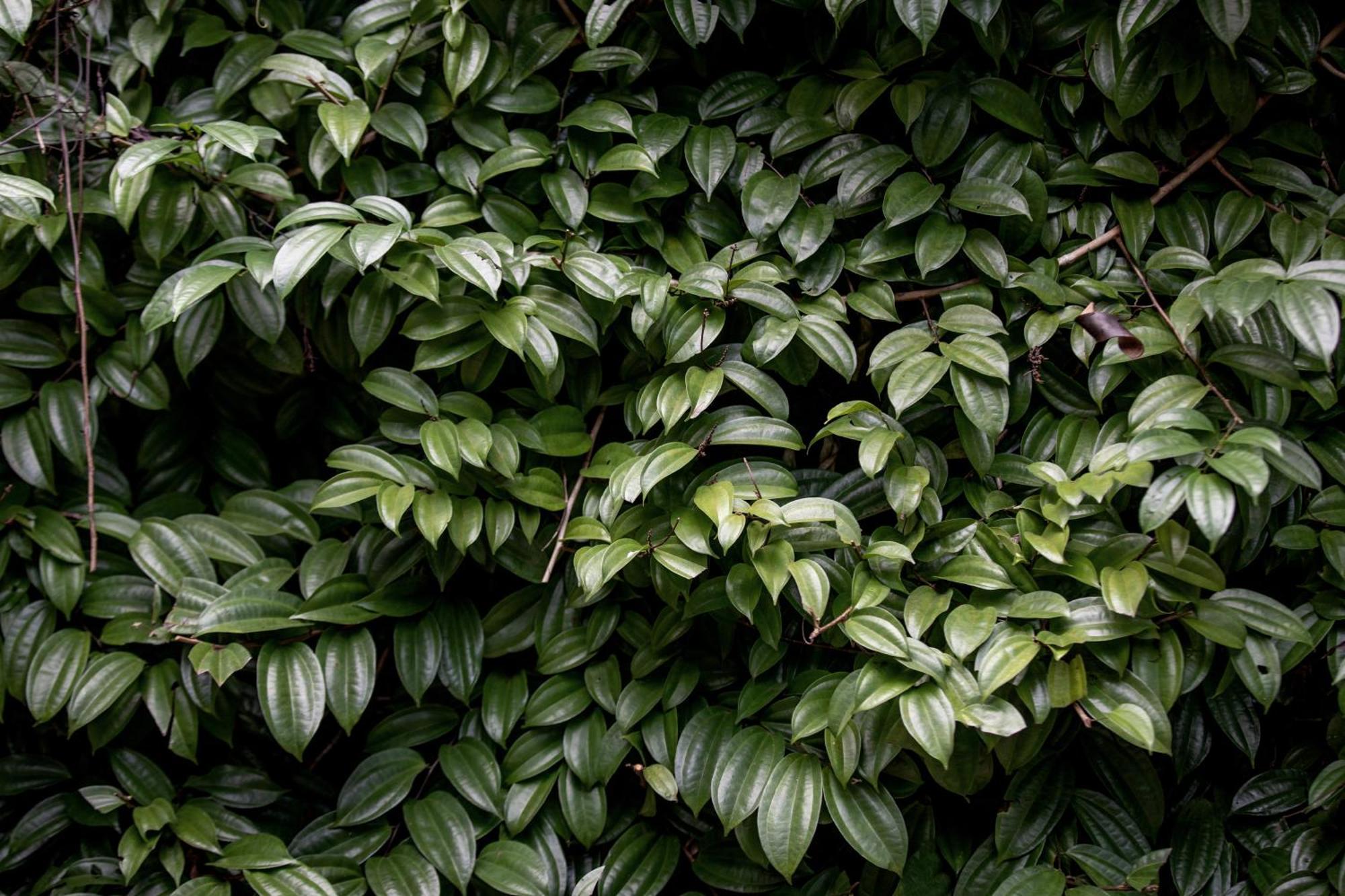 Greenwood Edge Kandy Exterior foto